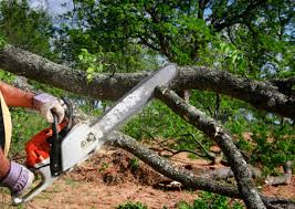 Best Tree Mulching  in De Leon Springs, FL