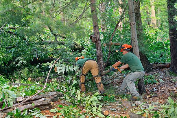 Best Lawn Grading and Leveling  in De Leon Springs, FL